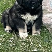 Cuccioli pastore del Caucaso