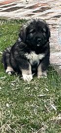 Cuccioli pastore del Caucaso
