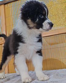 Cucciolo di pastore australiano