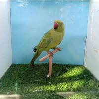 Parrocchetti dal collare