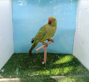 Parrocchetti dal collare