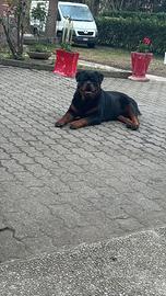 Rottweiler per monta