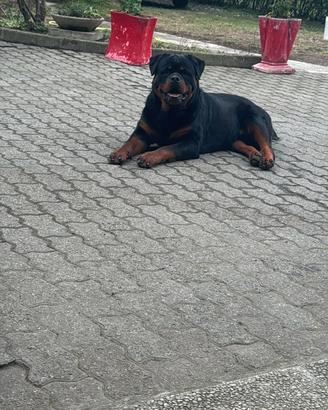 Rottweiler per monta