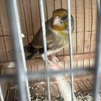 Incardellato di passata