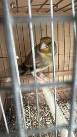 Incardellato di passata