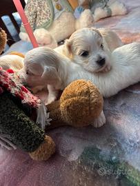 Disponibili splendidi cuccioli di Maltese