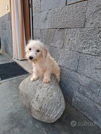 Maltipoo cuccioli
