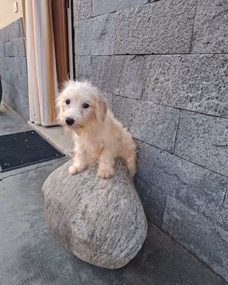 Maltipoo cuccioli