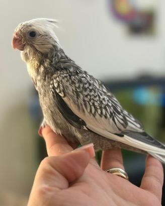 Pappagalli
