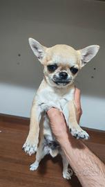 Chihuahua