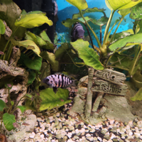 Avannotti di ciclide africano