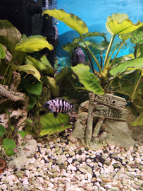 Avannotti di ciclide africano