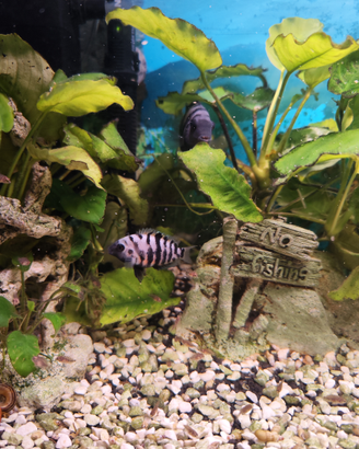 Avannotti di ciclide africano