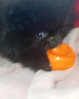 Pomerania Teddy bear