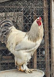 Brahma bianco Columbia