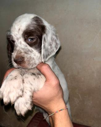 Cuccioli setter inglese
