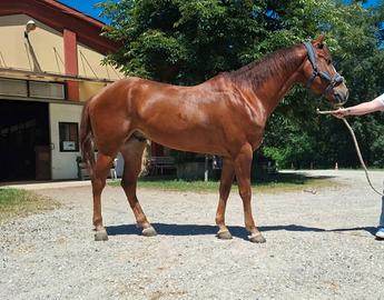 Quarter Horse