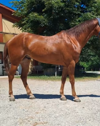 Quarter Horse