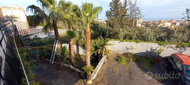 Palme Washington