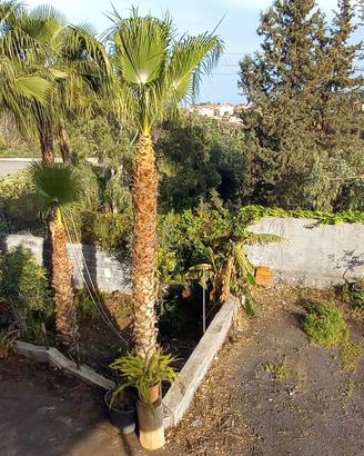 Palme Washington