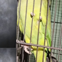 Parrocchetti dal collare e conuri guance verdi