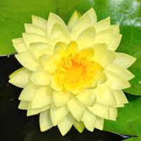 Ninfea Nymphaea Perry’s Double Yellow