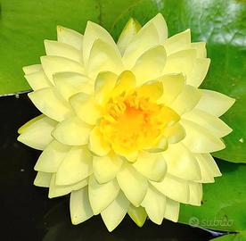 Ninfea Nymphaea Perry’s Double Yellow