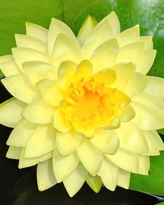 Ninfea Nymphaea Perry’s Double Yellow