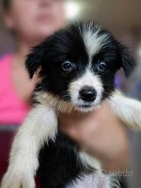 Border Collie 