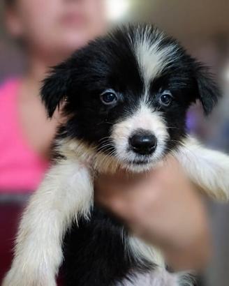 Border Collie 