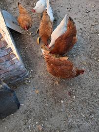 Galline