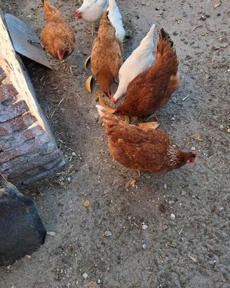 Galline