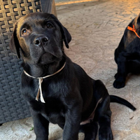 Cuccioli Labrador Retriever