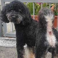 Barboncino phantom per accoppiamento