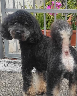 Barboncino phantom per accoppiamento