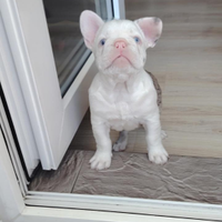 Bulldog francese toy