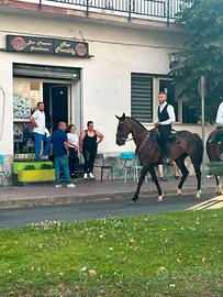 Permuto con altro cavallo