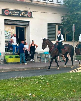 Permuto con altro cavallo