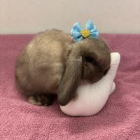 Coniglio ariete nano minilop