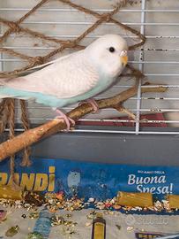 Pappagallo cocorita