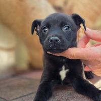 American Staffordshire terrier