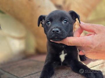 American Staffordshire terrier