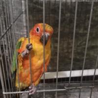 Conuro del sole allevato a mano