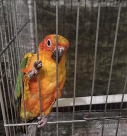 Conuro del sole allevato a mano