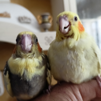 Calopsite allevati a mano