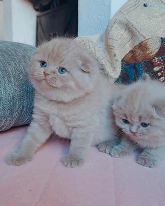 Gattini scottish fold e straight con pedigree