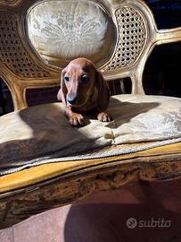 Cuccioli di Bassotto Nano o Kaninchen