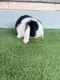 Coniglio ariete mini loop