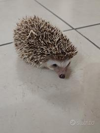 Cuccioli di ricci africani