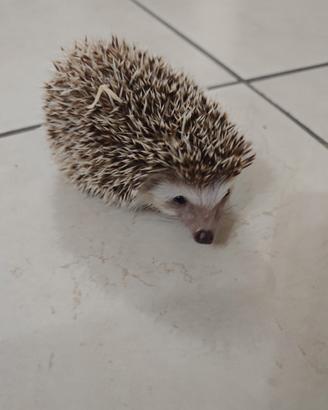 Cuccioli di ricci africani